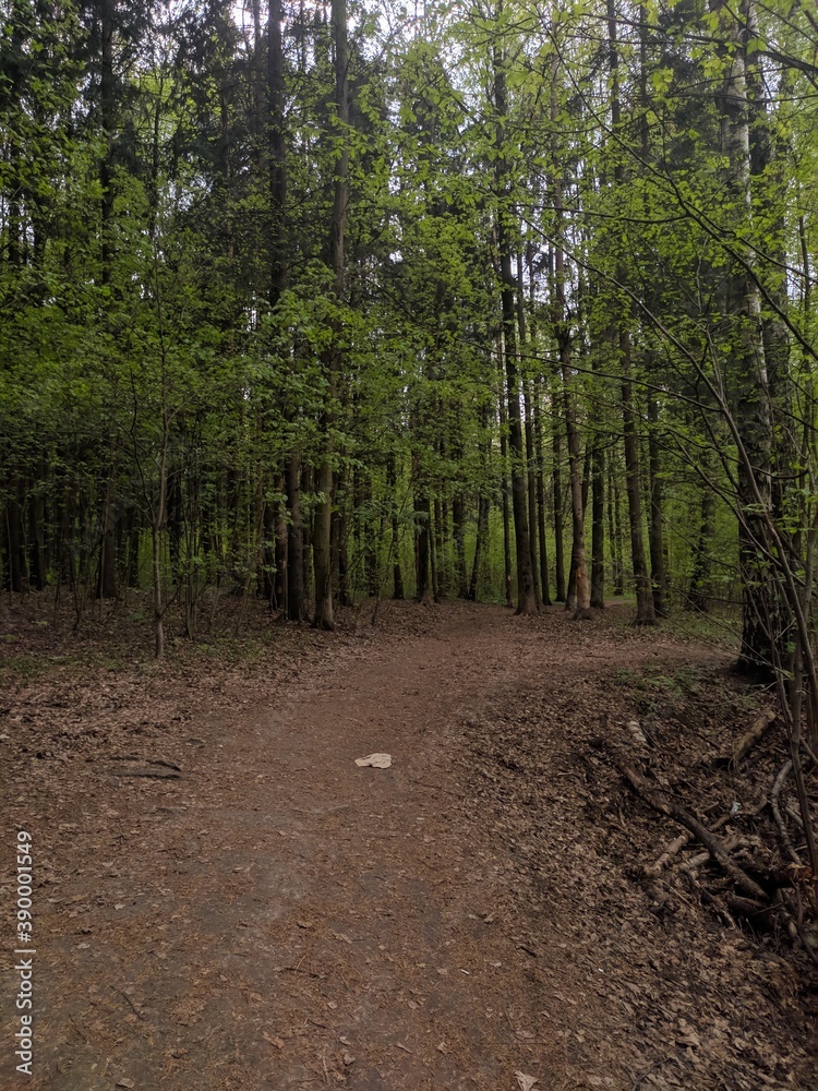 path in the forest path in the forest