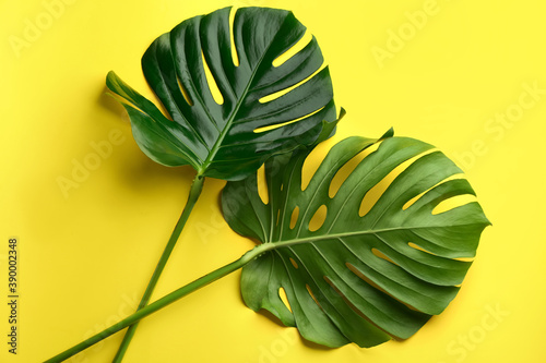 Beautiful monstera leaves on yellow background, flat lay. Tropical plant