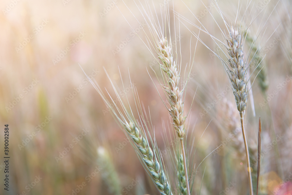 The ripening wheat in the summer wheat field The ripening wheat in the summer wheat field
