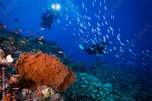 A Diver swims near Healthy and colorful coral and fish on the Great Barrier Reef