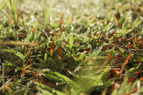 dewy grass on the ground
