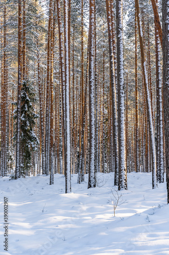 Sunny Winter Day in Pine Tree Forest, Abstract Background