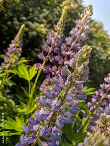 flowers of the sky