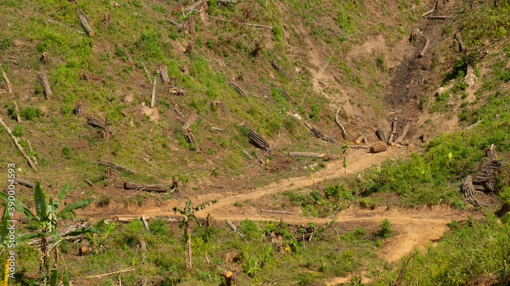 Former pine forest that has just been cut down for replanting. Keeping the forest trees there can prevent flood and dryness of water