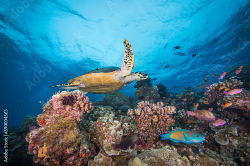 A sea turtle swims over colorful coral and fish on the reef