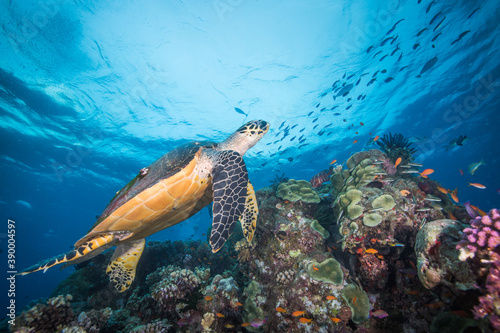 A sea turtle swims over colorful coral and fish on the reef