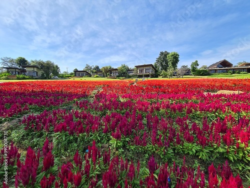 field of tulips