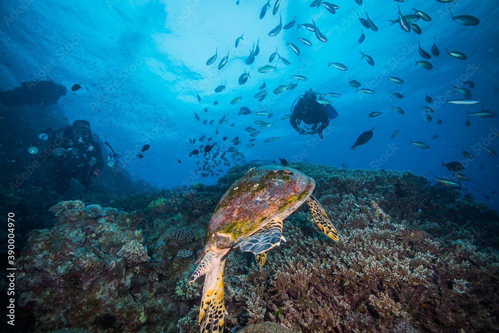 A Diver swims near a Sea Turtle on the reef