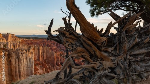 Morning light shines on the red cliffs across the canyon while the upturned gnarled roots of a large fallen tree are still in shadow.