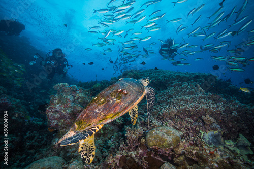 A Diver swims near a Sea Turtle on the reef