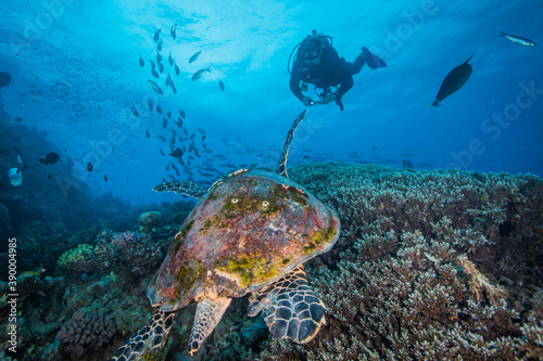 A Diver swims near a Sea Turtle on the reef