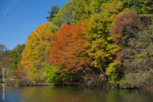 Beautiful autumn leaves on the shore of the pond © M.ATSUTA