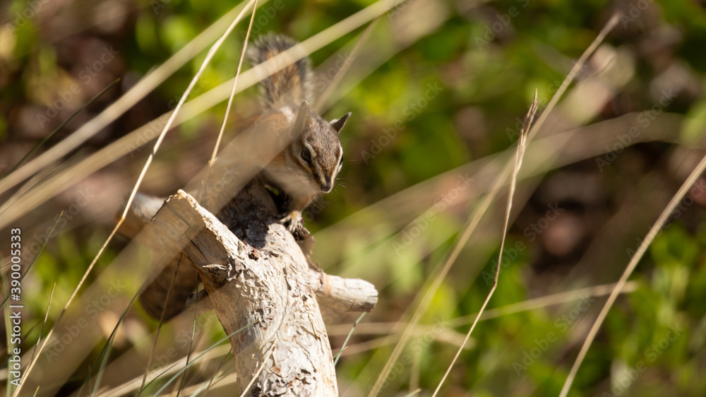 A Uinta chipmunk sits on top of a dead branch looking through dry brown grass stems. A Uinta chipmunk sits on top of a dead branch looking through dry brown grass stems.