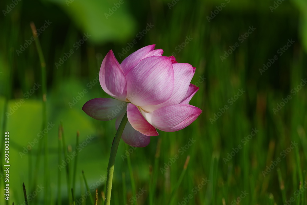 Lotus flower whose petals are about to fall Lotus flower whose petals are about to fall