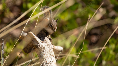 A Uinta chipmunk sits on top of a dead branch looking through dry brown grass stems.