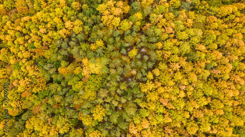 vertical shot of temperate forest with beautiful autumn colors