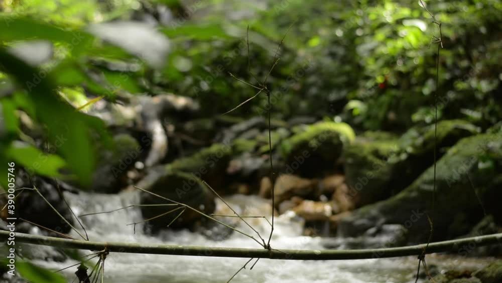Selective focus at green bamboo branch with fresh water rapid flows over the mossy rocks among lush foliage vegetation under sunlight in tropical forest. Environment conservation concept. Selective focus at green bamboo branch with fresh water rapid flows over the mossy rocks among lush foliage vegetation under sunlight in tropical forest. Environment conservation concept.