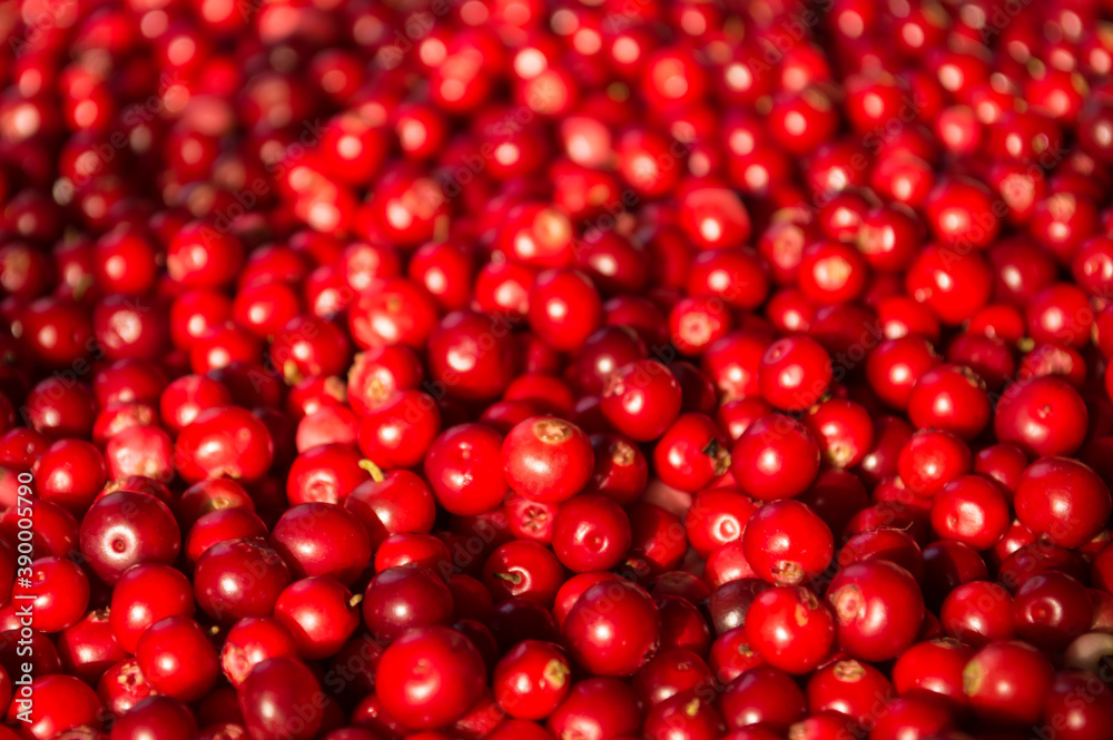 Texture of ripe red berries lingonberry