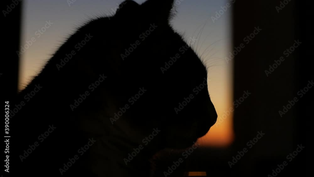 Domestic Cat Silhouette On Window During Sunset. - close up shot Domestic Cat Silhouette On Window During Sunset. - close up shot