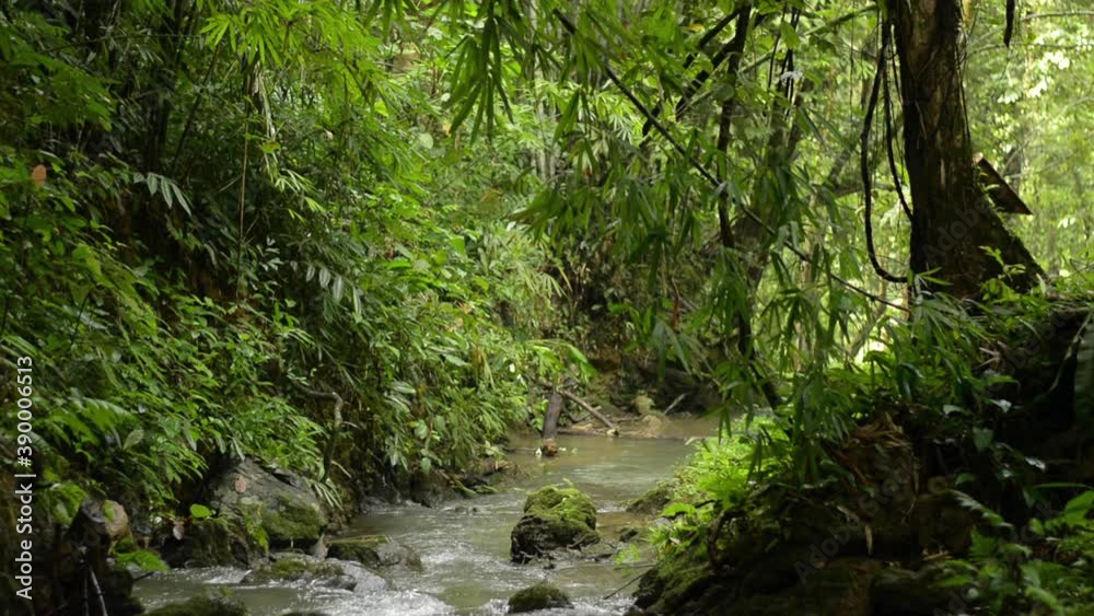 Scenery landscape in the jungle with small creek flowing over the rocks under sunlight. Water stream in tropical forest among lush foliage plants during summer. Phang Nga Province. Thailand. Scenery landscape in the jungle with small creek flowing over the rocks under sunlight. Water stream in tropical forest among lush foliage plants during summer. Phang Nga Province. Thailand.