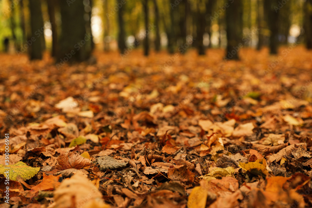 Dry leaves on ground in forest on autumn day Dry leaves on ground in forest on autumn day