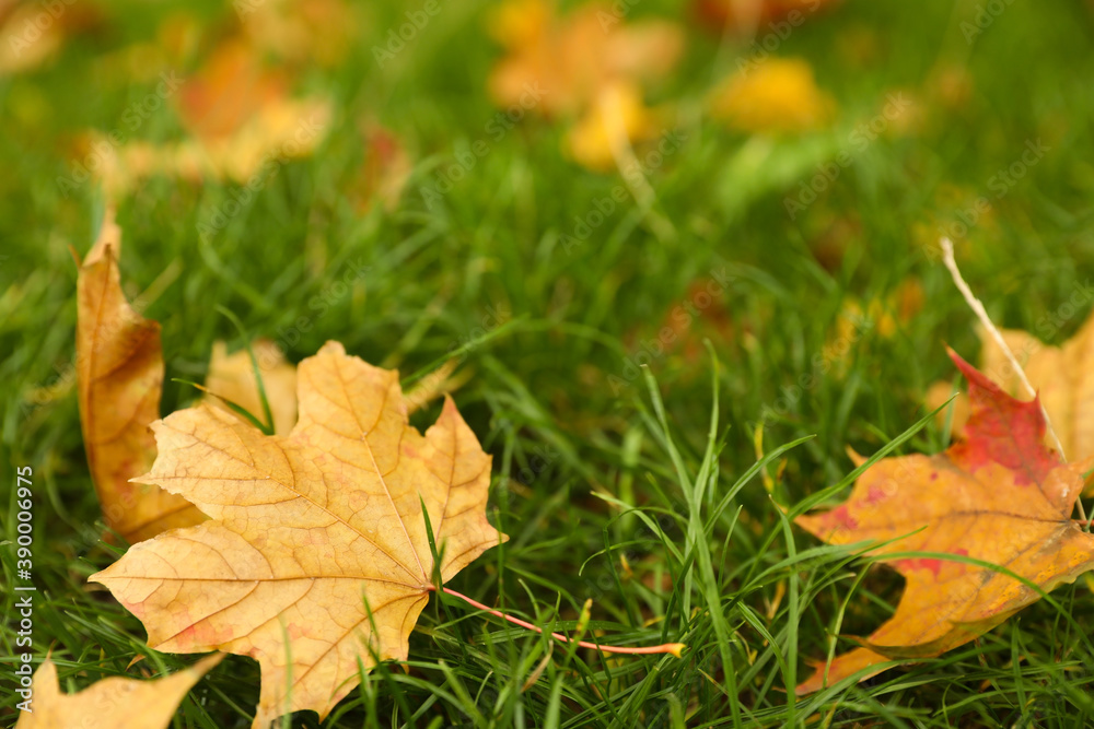 Fallen leaves on green grass in park on autumn day, closeup Fallen leaves on green grass in park on autumn day, closeup