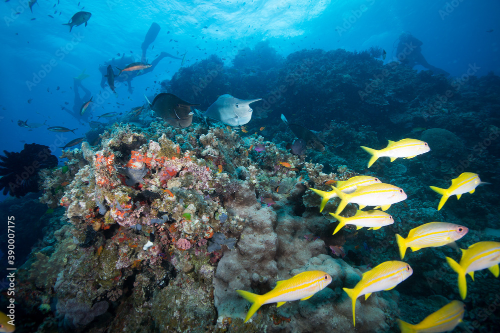 Obraz premium A Diver swims near Healthy and colorful coral and fish on the Great Barrier Reef