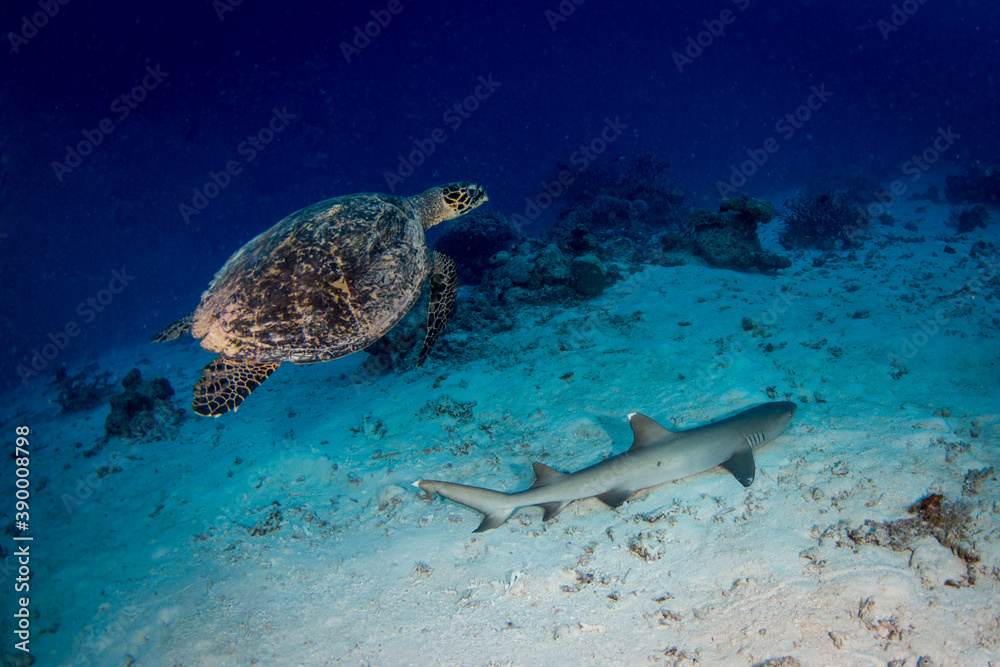 Fototapeta premium A Shark and a Sea turtle swim together on the reef