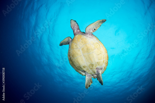 A sea turtle swims to the surface for a breath