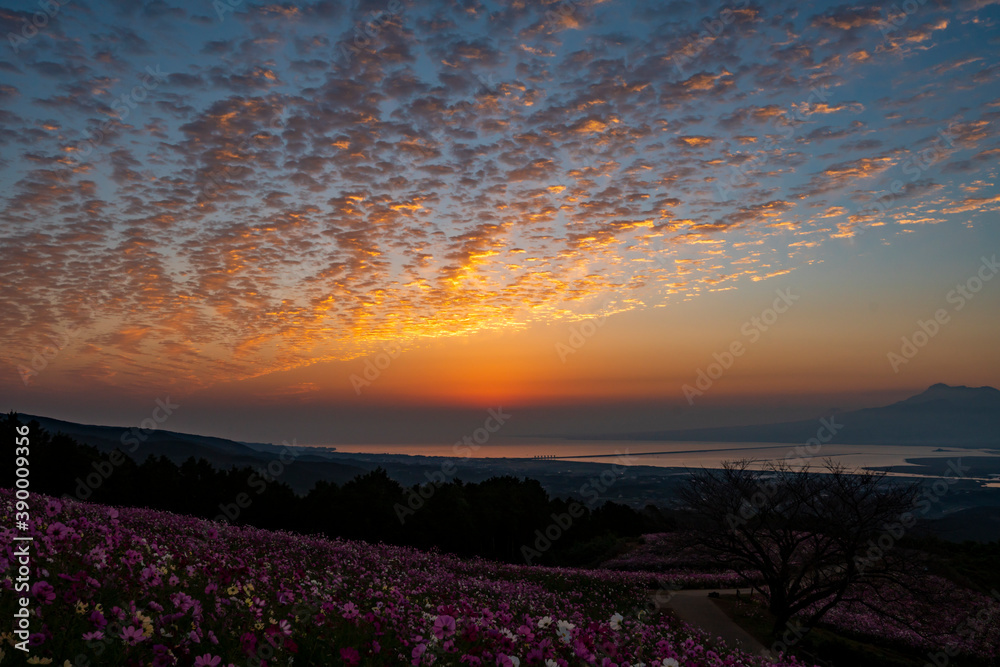 Fototapeta premium 長崎県諫早市 早朝の高原に咲く秋桜 白木峰高原