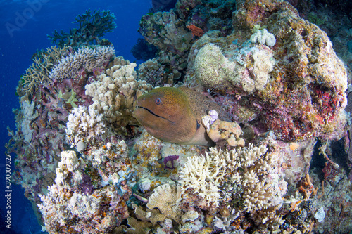 Diver swims with a Moray Eel on the reef