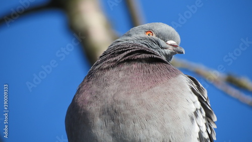 close up of a pigeon