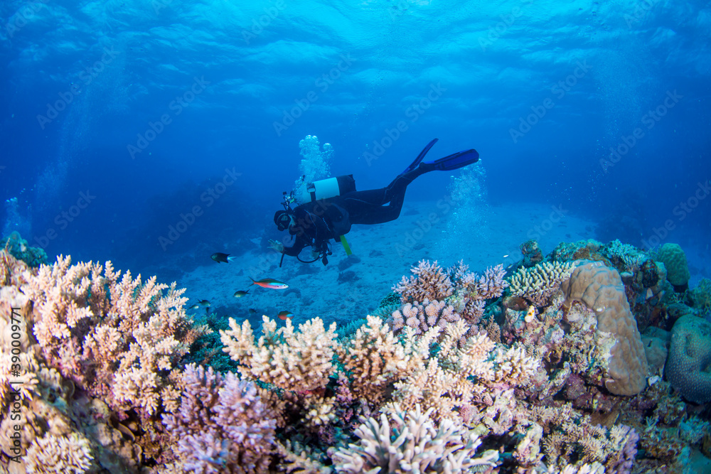 Fototapeta premium Diver swims with colorful coral and fish on the reef