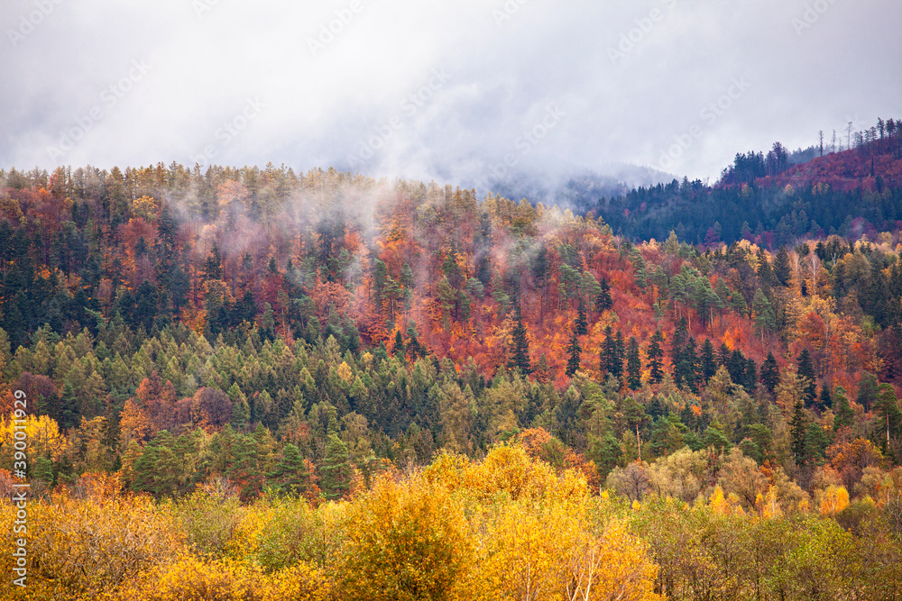 Beautiful autumn colours mountain mist  forest lanscape on foggy rainy day