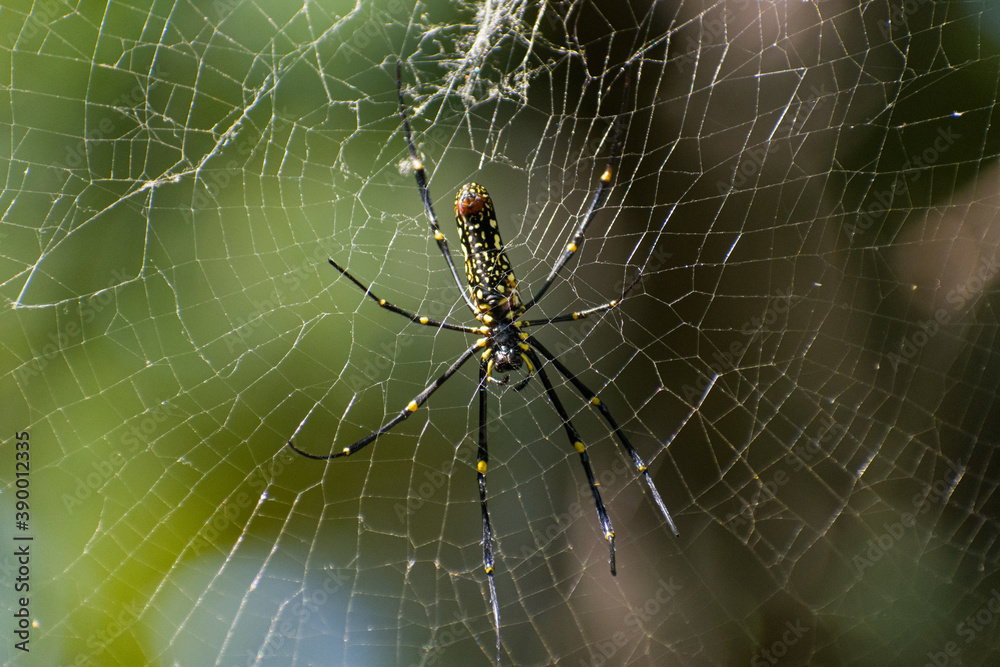 giant yellow and black spider on the web