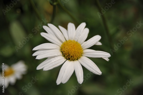white daisy flower