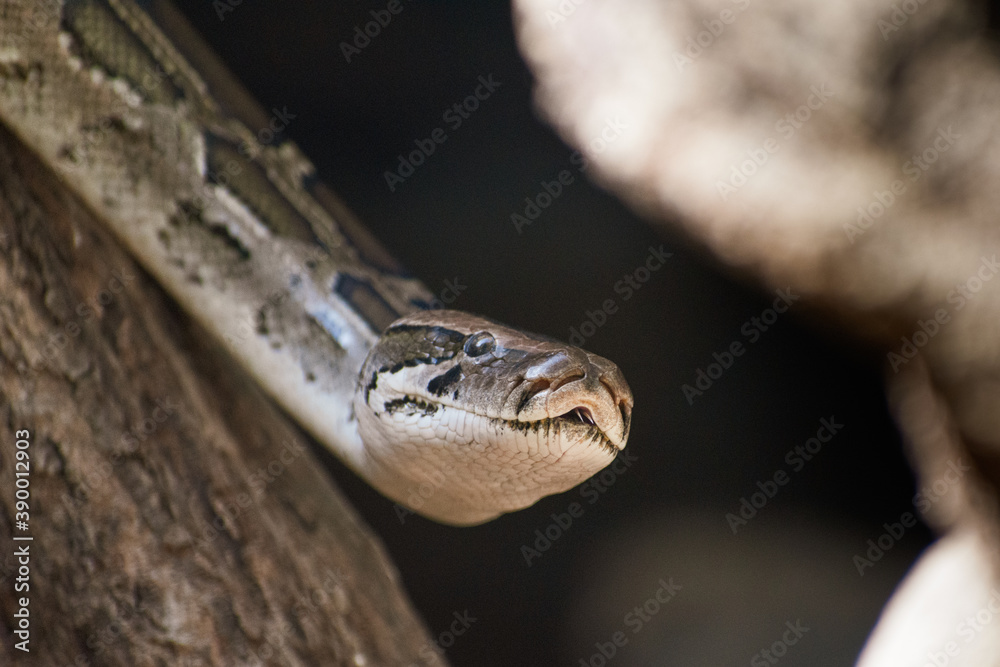 Obraz premium close up of a head of a python snake in the sand