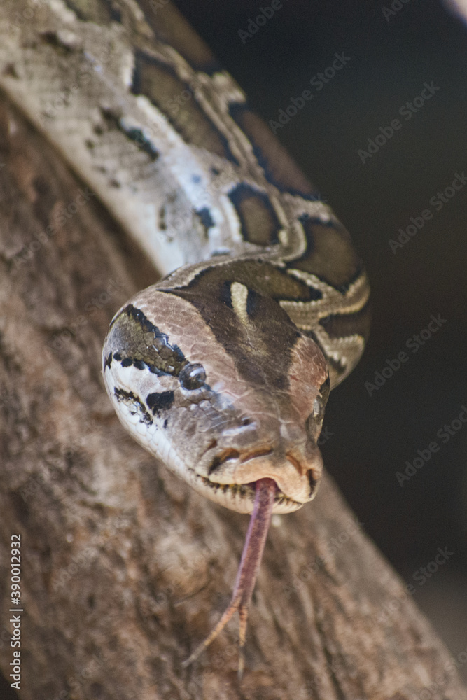 Fototapeta premium close up of a head of a python snake in the sand