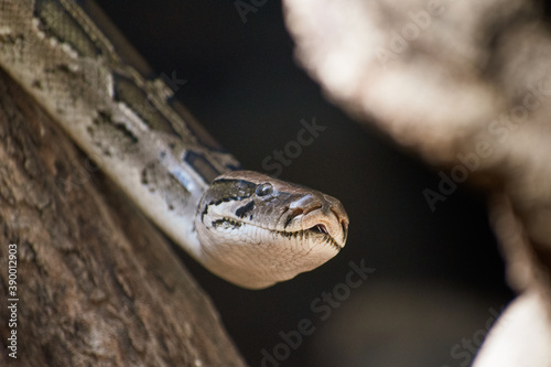 close up of a head of a python snake in the sand
