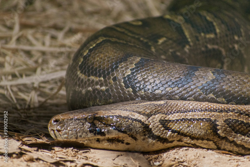 close up of a head of a python snake in the sand