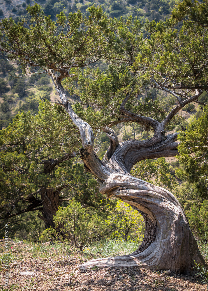 The Crimean Juniper tree with a twisted curved trunk The Crimean Juniper tree with a twisted curved trunk