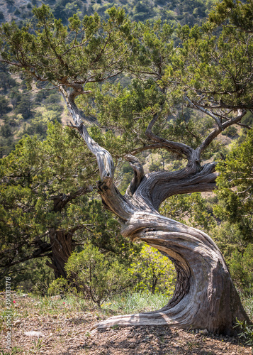 Canvas Print The Crimean Juniper tree with a twisted curved trunk