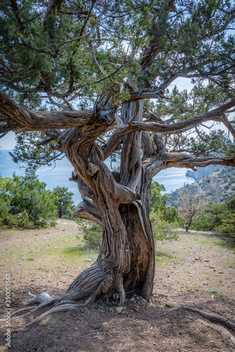 Fotografie View of the mountain slope with Crimean Juniper trees and blue waters of the Bla