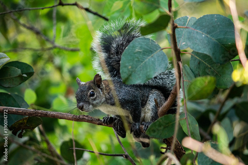 Squirrel standing on a tree. © Nayeli y Rodrigo
