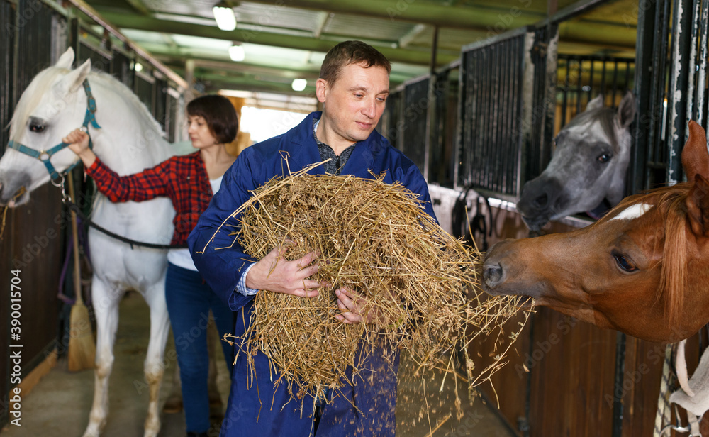 Positive male horse farm worker feeding horse with hay at stable