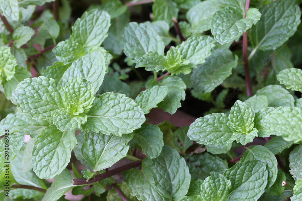 Freshness Peppermint leaf.