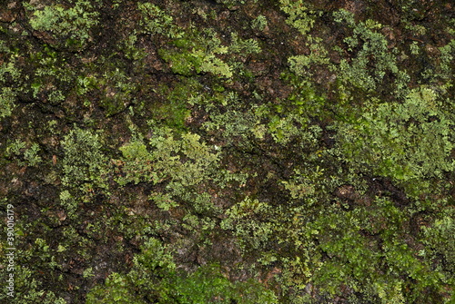Moss and LIchen on a Tree