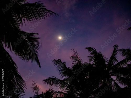 Moon in the Palms