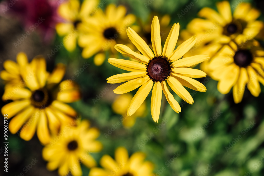 Yellow Rudbeckia Hirta also known as Black-eyed or Brown-eyed Susan Yellow Rudbeckia Hirta also known as Black-eyed or Brown-eyed Susan