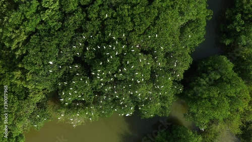 Great white egrets taking off a tree and landing back aerial view mangrove vegetation Martinique photo